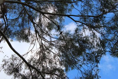 Clean Up Australia Day 2015