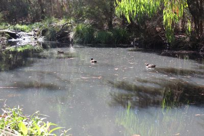 Clean Up Australia Day 2015